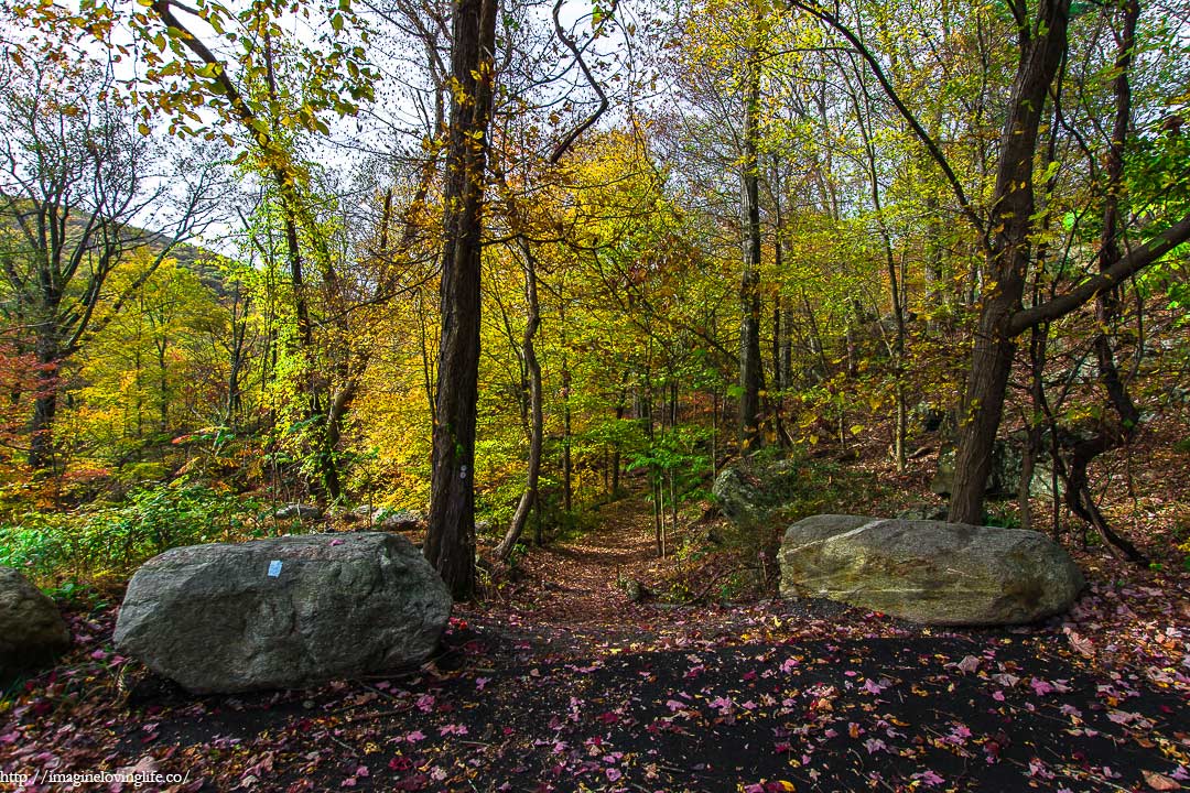 entrance to forest